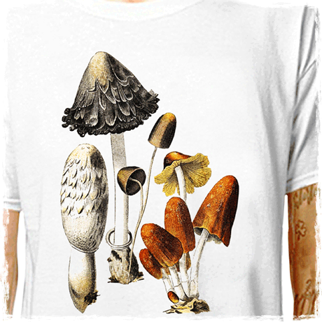T-Shirt: FUNGI Shaggy Cap Mushrooms - LazyCarrot